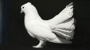 Neue Tauben in vergangenen Zeiten
