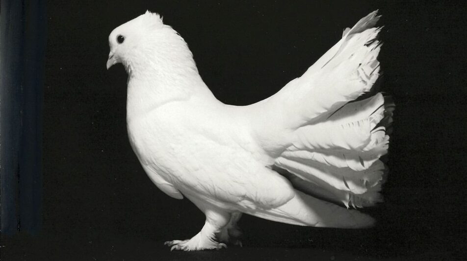 Neue Tauben in vergangenen Zeiten
