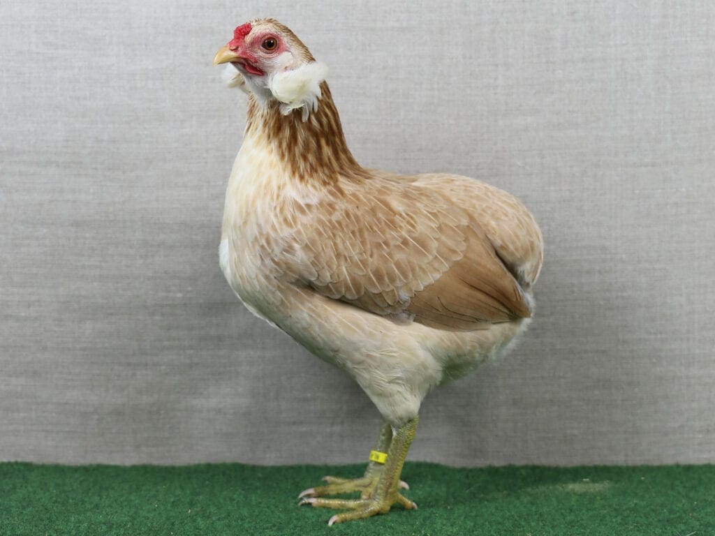 Zwerg-Araucana-Henne in Blau-Weizenfarbig