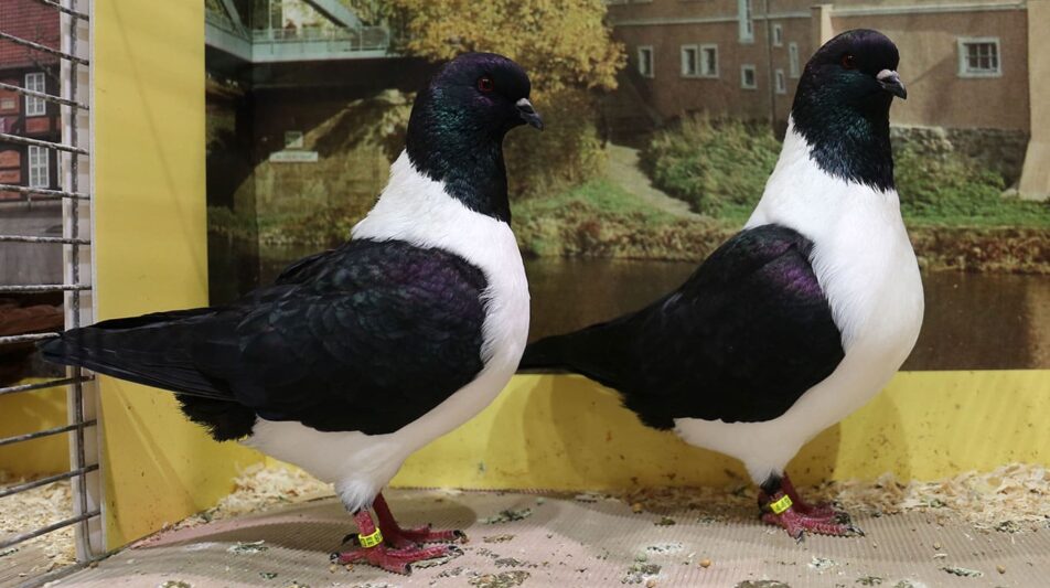 Mährische Strasser sind vielseitige Tauben