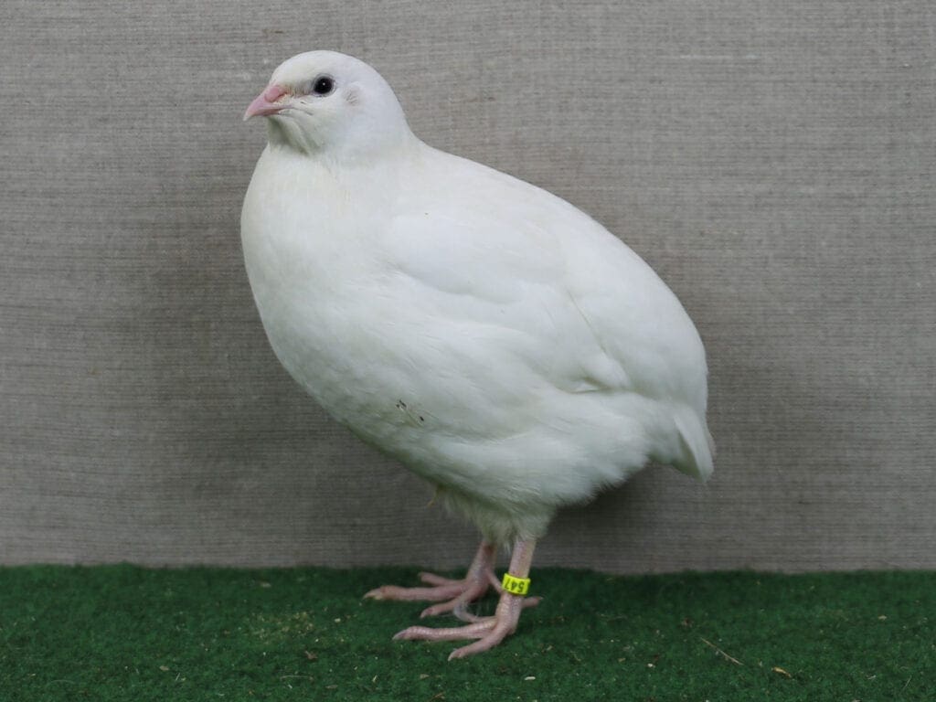 Auch bei den Wachteln ist die Pflege der Läufe wichtig