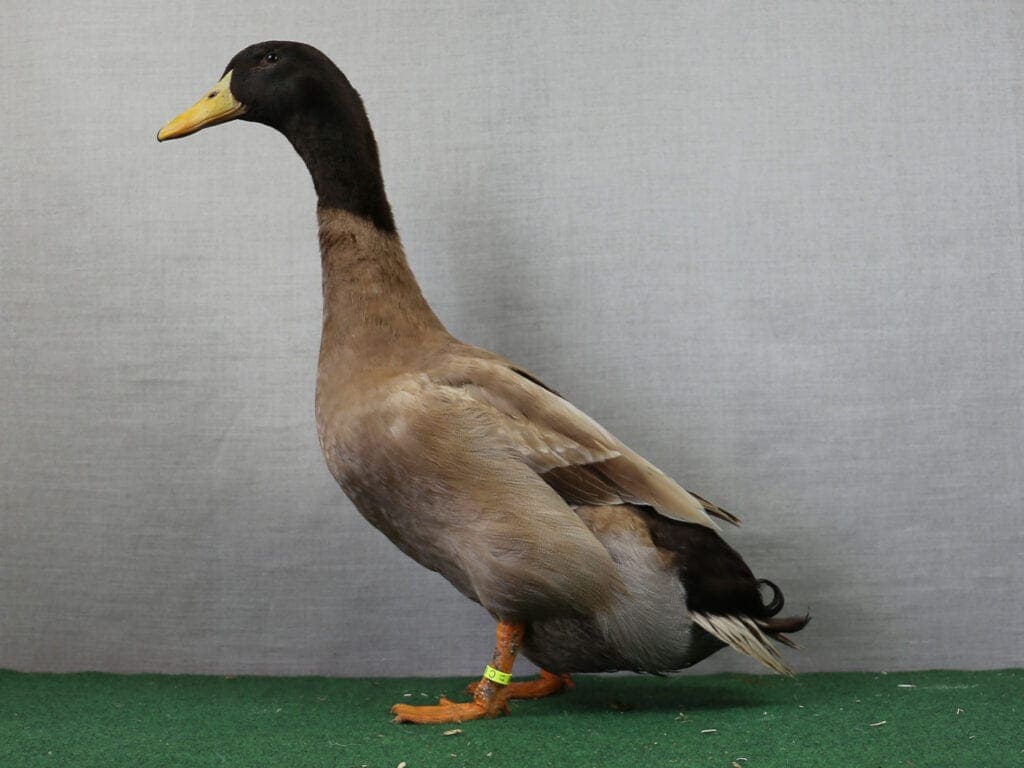 Beim Wassergeflügel sind die Läufe oft satt und leuchtend gefärbt