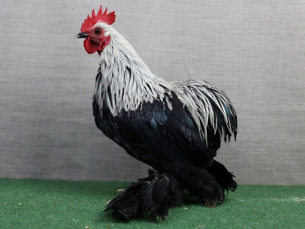 Birkenfarbiger Ruhlaer-Hahn