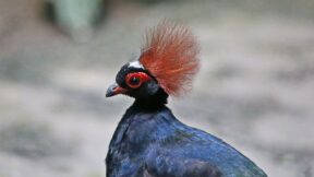 Straußwachteln – apart und einzigartig