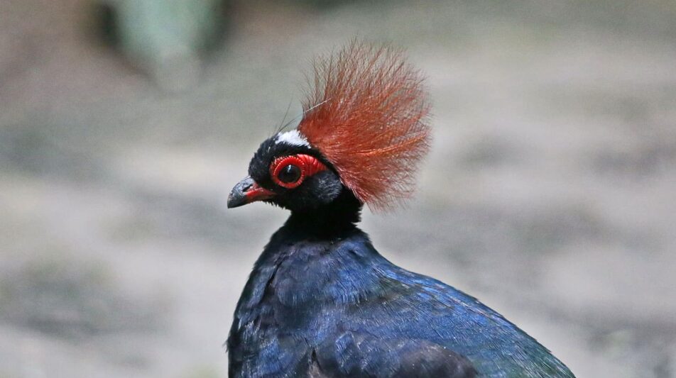 Straußwachteln – apart und einzigartig