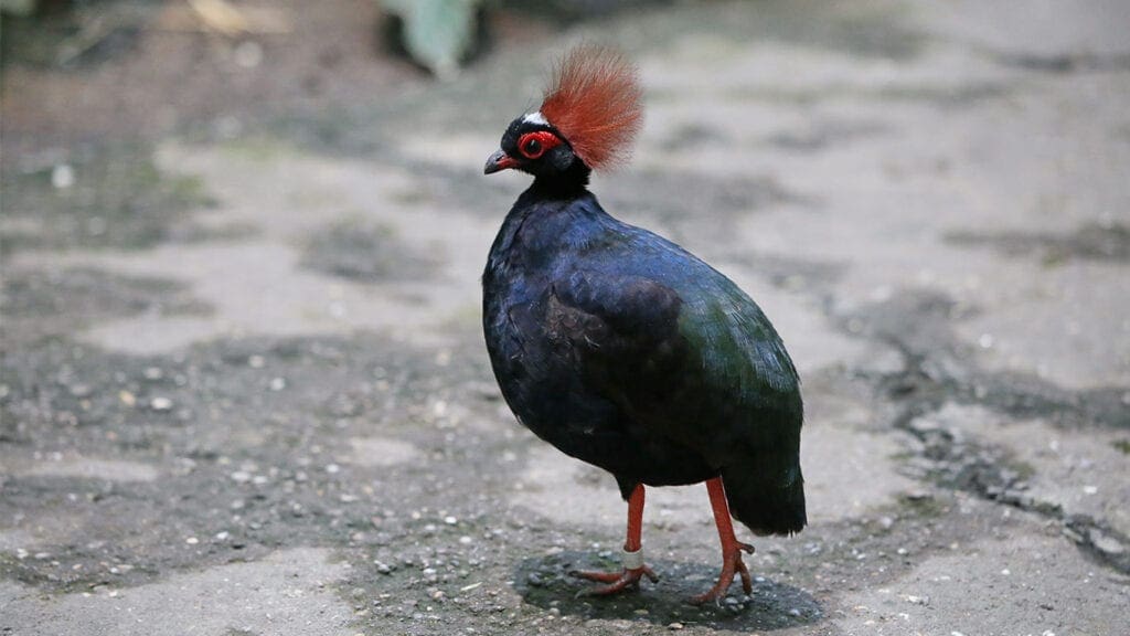 Die Hähne der Straußwachteln sind eine attraktive Erscheinung