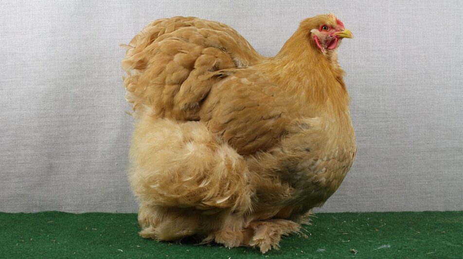 Cochin – Inspiration und Motor der Hühnerzucht