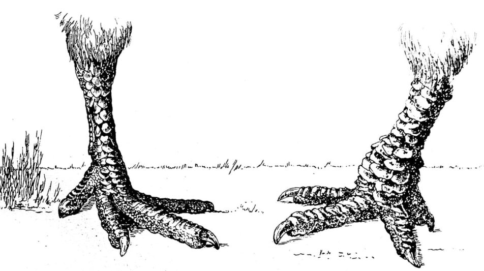 Laufschuppung und ihre Erscheinung