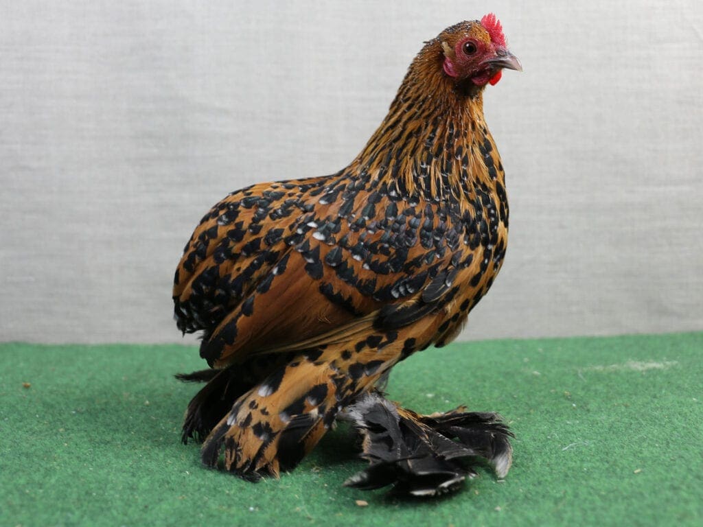 Gold-Porzellanfarbige Henne