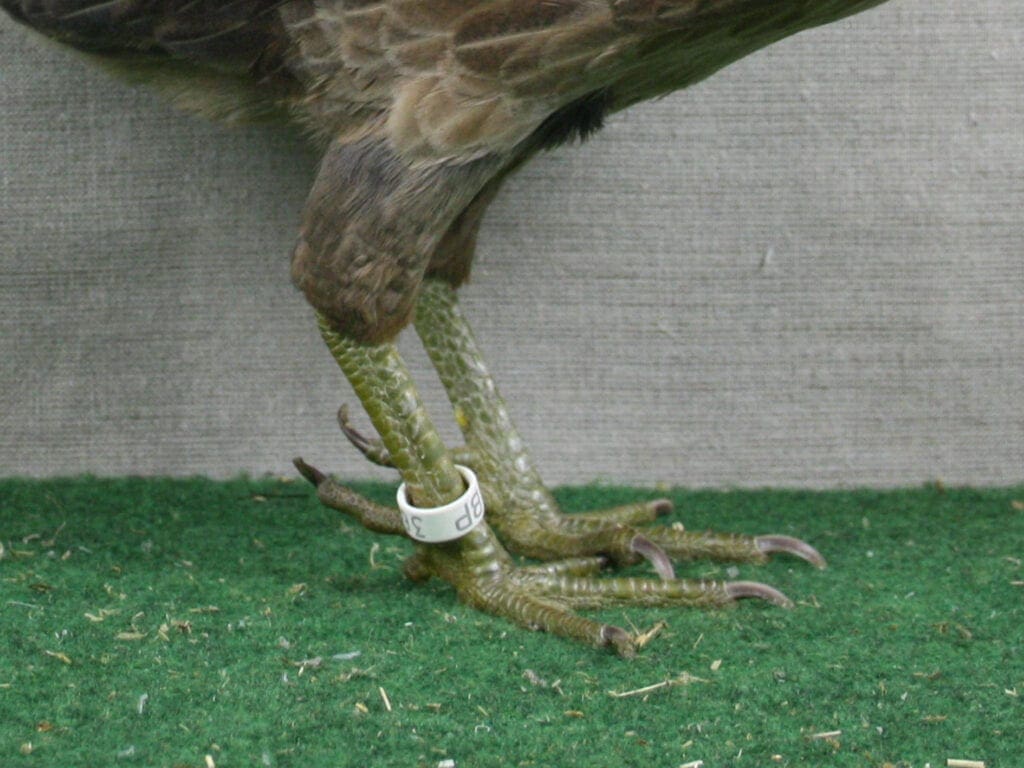 Grüne Laufschuppung und Fünfzehigkeit beim Javanesischen Zwerghuhn