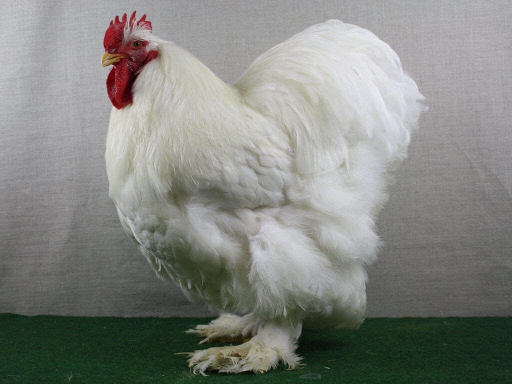 In Weiß sind Cochin besonders imposant