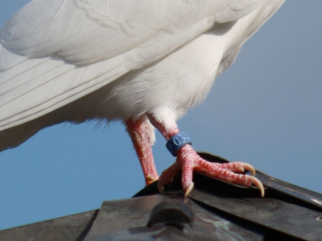 Laufschuppung mit Ausstrahlung bei unseren Tauben