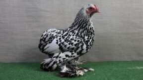 Ruhlaer Zwerg-Kaulhühner – interessante Zwerge