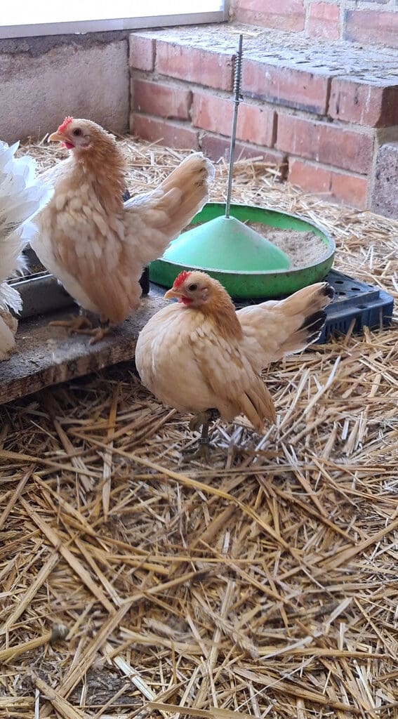 Zwei typische Seramahennen im Farbenschlag gold-weizenfarbig