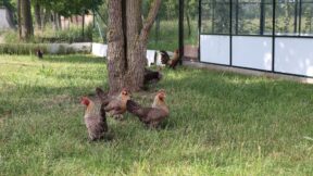 Hitzestress beim Geflügel – Das ist zu beachten!