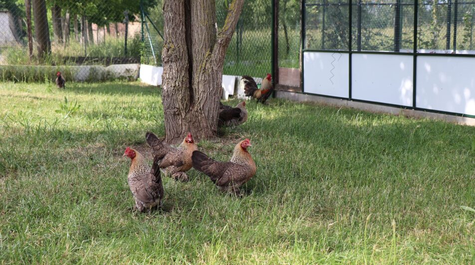 Hitzestress beim Geflügel – Das ist zu beachten!