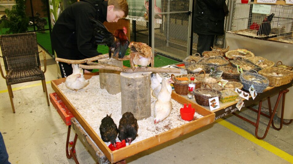 Serama die majestätischen Winzlinge aus Malaysia