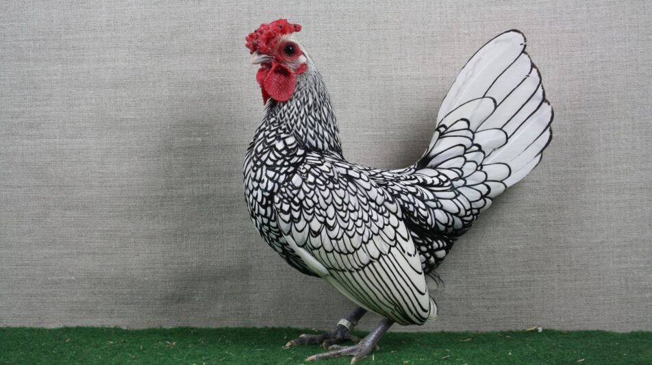 Sebright – puppige Juwelen aus Großbritannien