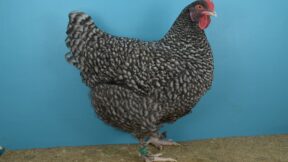 Mechelner – Schwergewichtige Belgier im Blickpunkt