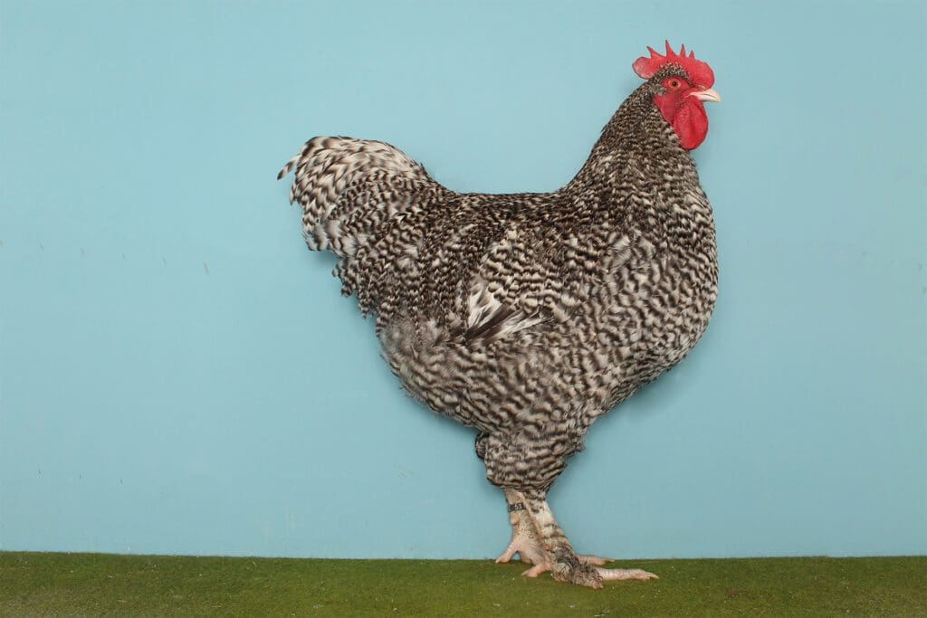 Mechelnerhahn im Farbenschlag gesperbert
