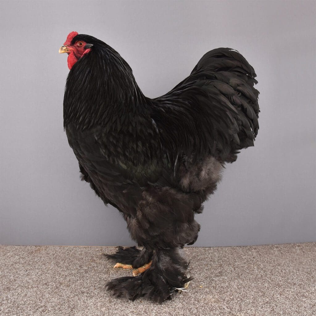 Ein schwarzer Brahmahahn ist sehr imposant.