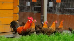 Die ersten eigenen Hühner kaufen, auf was ist zu achten?