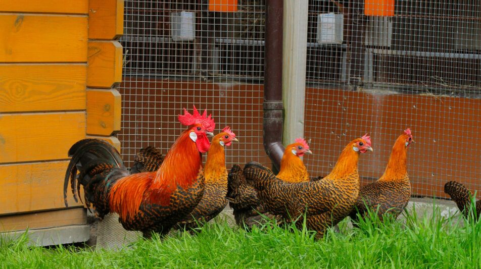 Die ersten eigenen Hühner kaufen, auf was ist zu achten?
