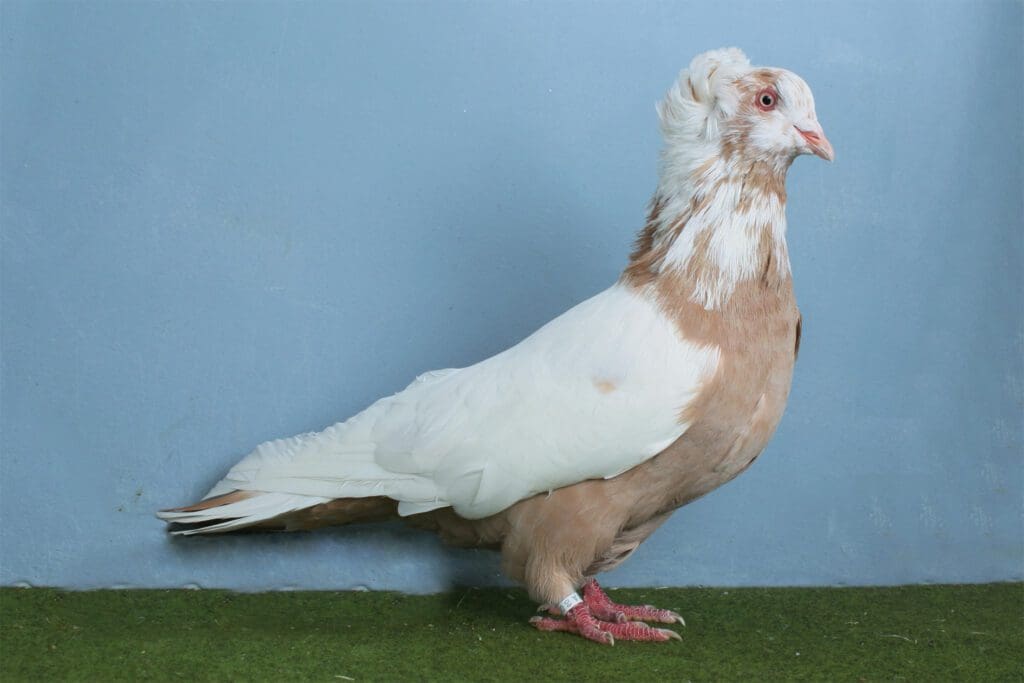 Montauban Täuber gelbgescheckt