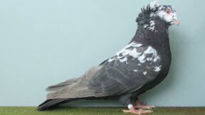 Montauban – eine französische Riesentaube