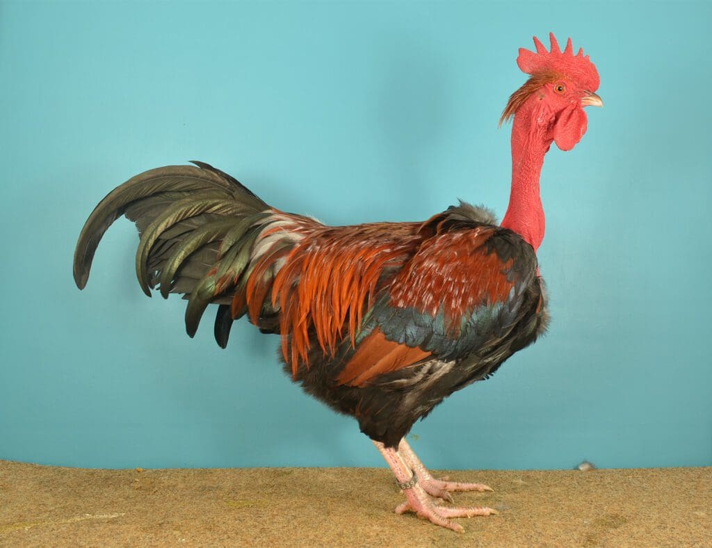 Ein rassiger wildbrauner Nackthalshahn