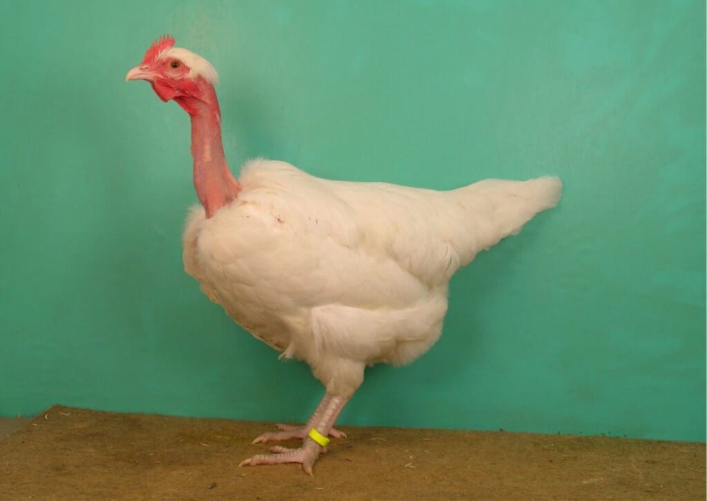 eine feine weiße Nackthalshenne