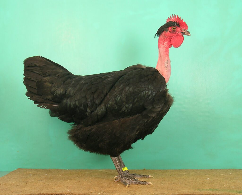 eine hochfeine schwarze Nackthalshenne