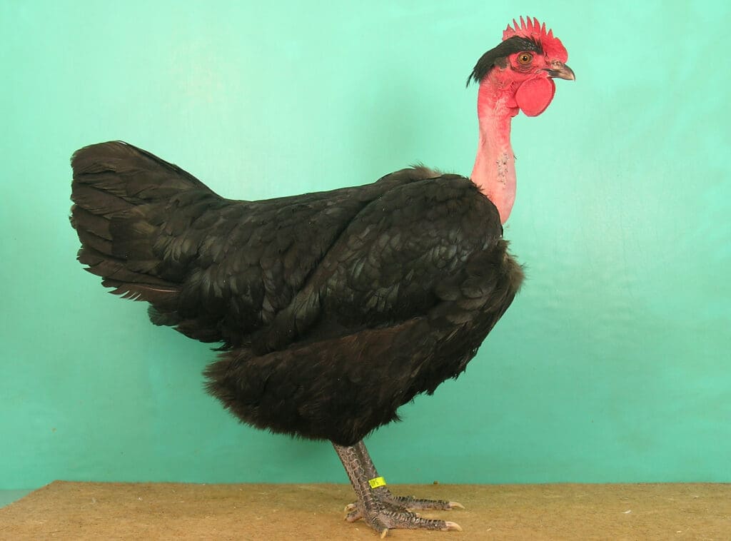 eine hochfeine schwarze Nackthalshenne