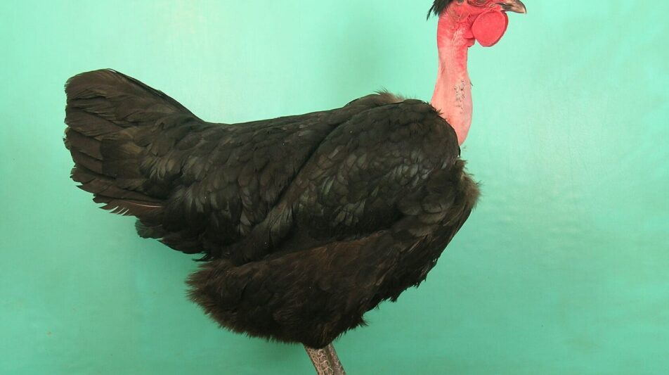 Nackthalshühner – urige, mythenumwobene Rasse, die optische Akzente setzt