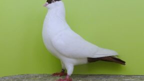 Kölner Tümmler – vielfältig, unkompliziert, faszinierend