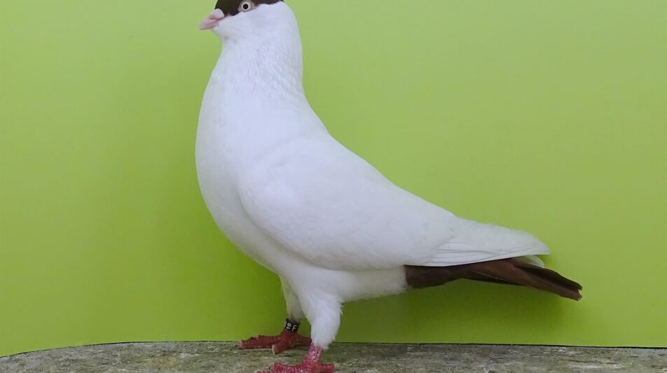 Kölner Tümmler – vielfältig, unkompliziert, faszinierend