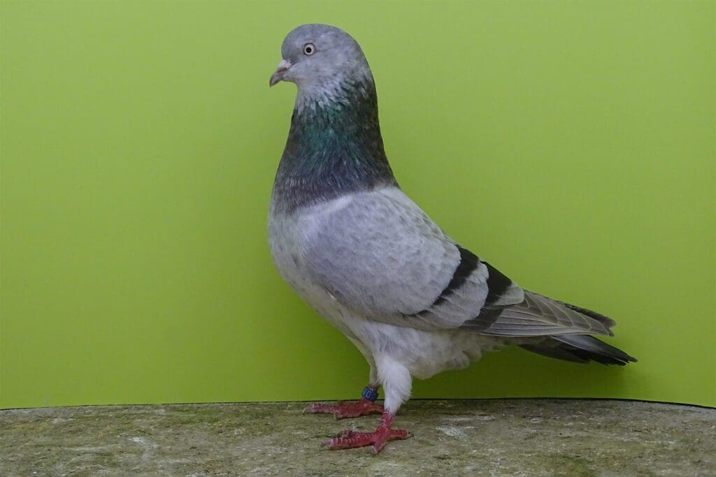 Ein Täuber im Farbenschlag blaufahl schimmel, Kölner Tümmler