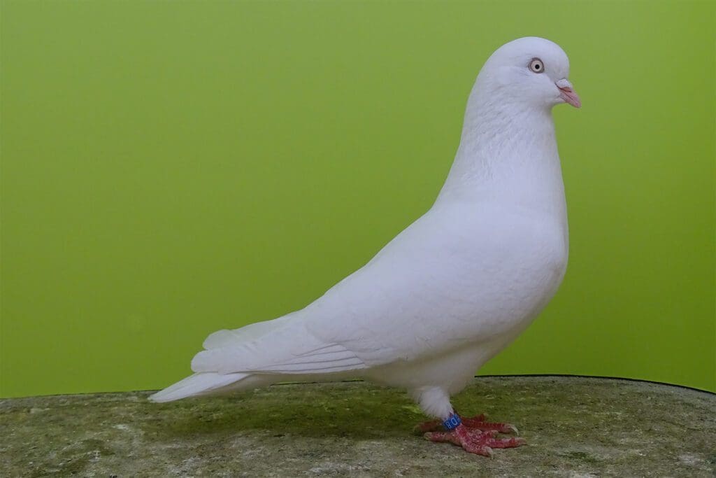 Eine schöne Kölner Tümmler Täubin in weiß