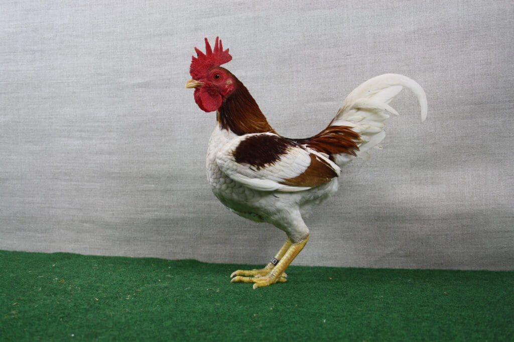 Altenglischer-Zwerg-Kämpfer