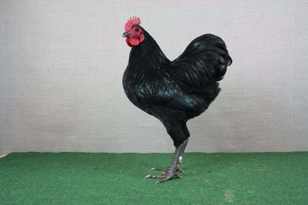 Deutscher Zwerg-Langschan