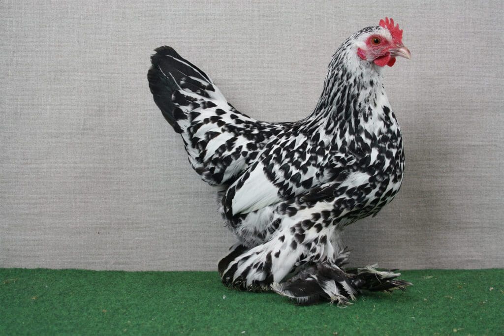 Federfüßiges Zwerghuhn