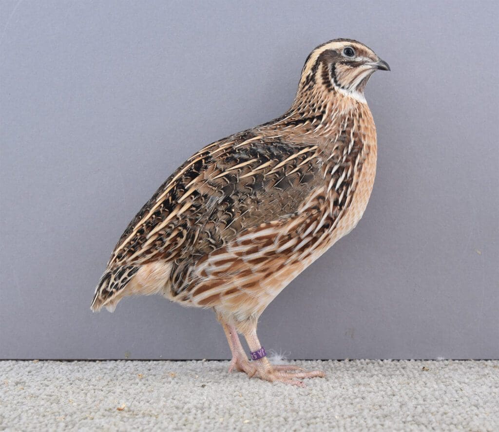 Japanische Legewachtel