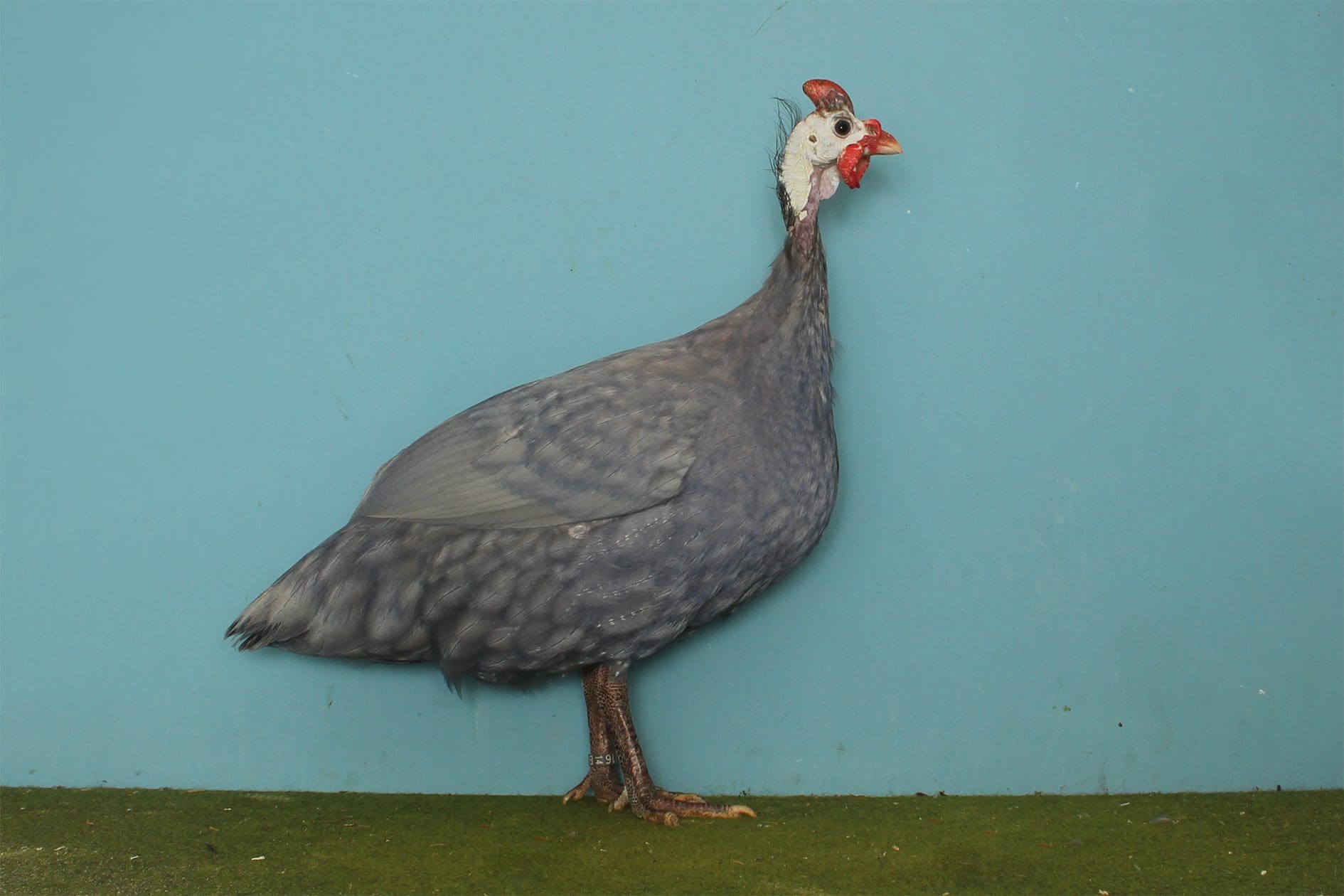 Perlhuhn azurblau mit reduzierter Perlung