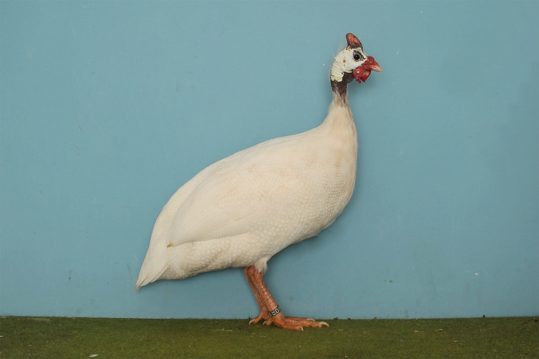 Perlhuhn-weiß mit Perlung