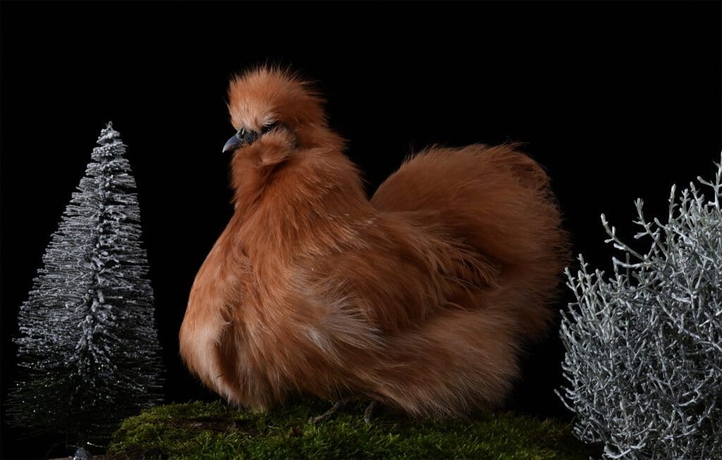 Zwerg-Seidenhenne als Weihnachtshenne