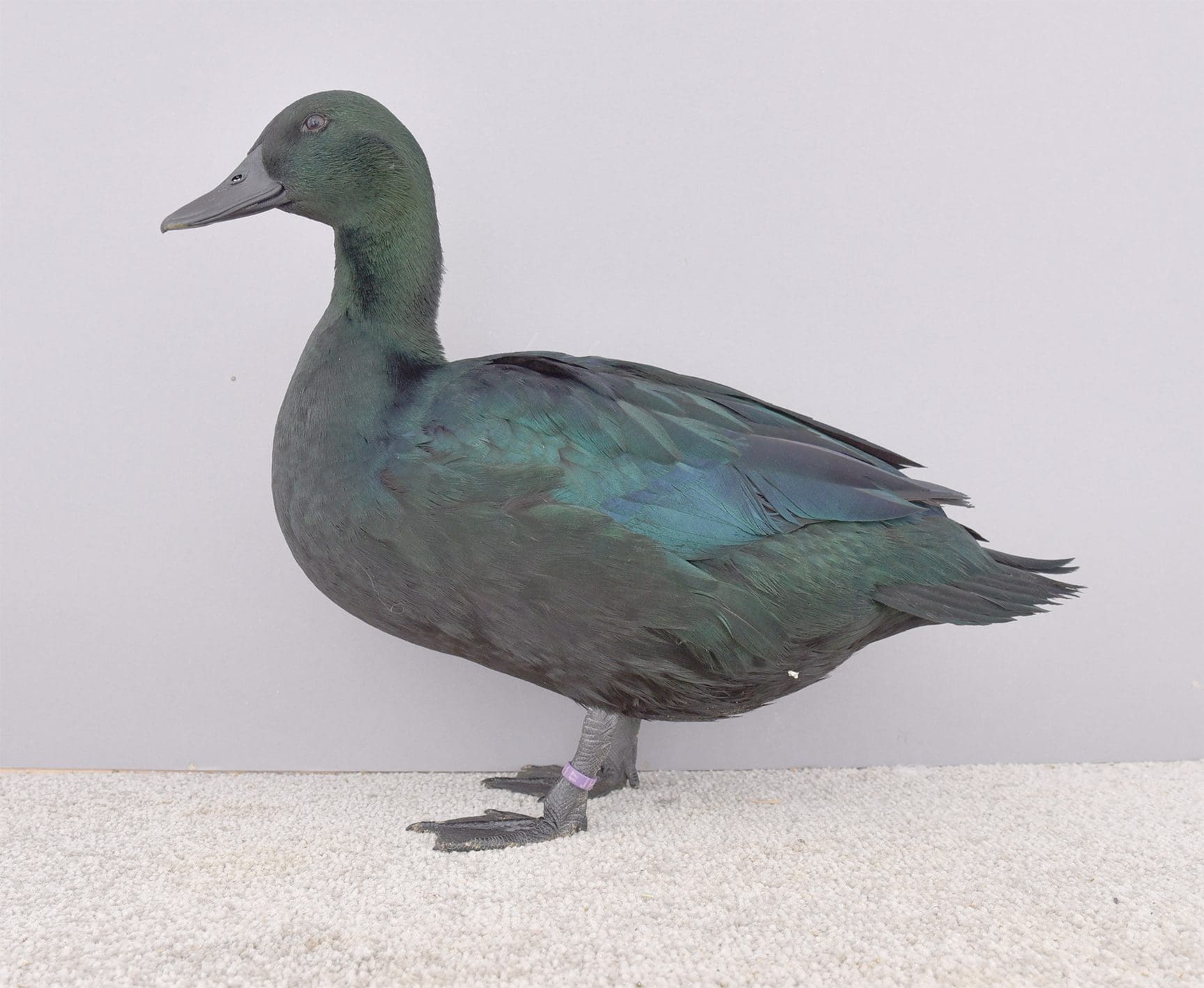 Zwergente-silber-wild