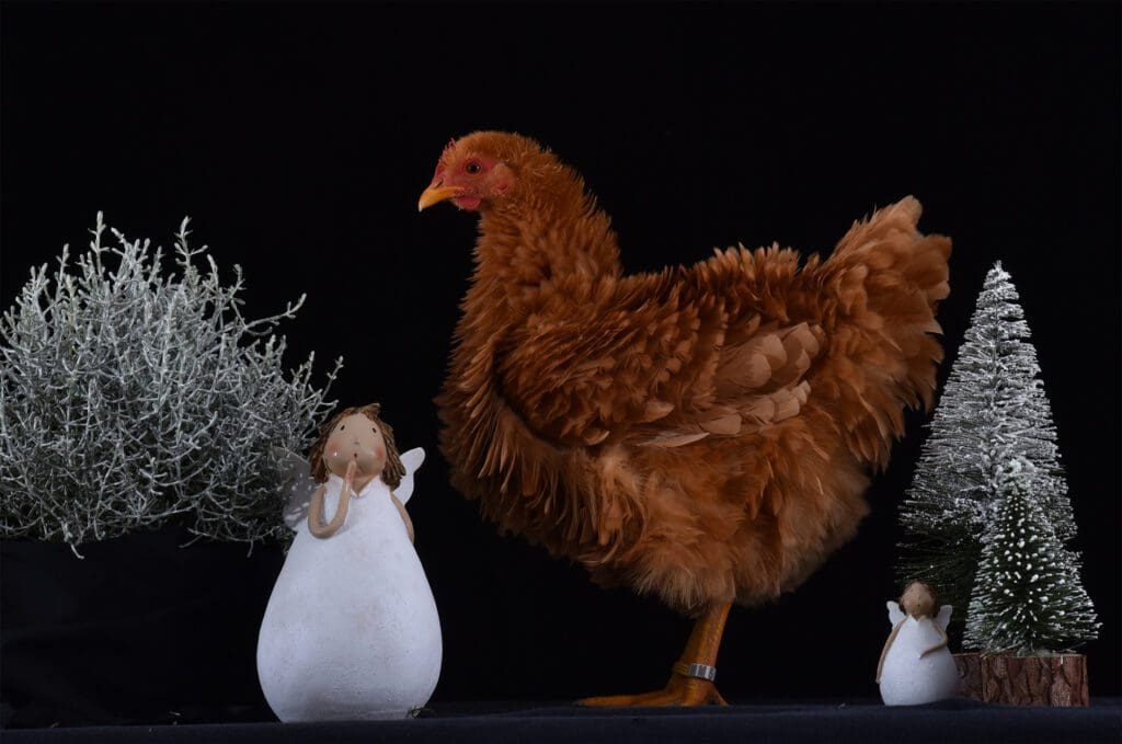 Weihnachtshenne Zwerg-Strupphuhn