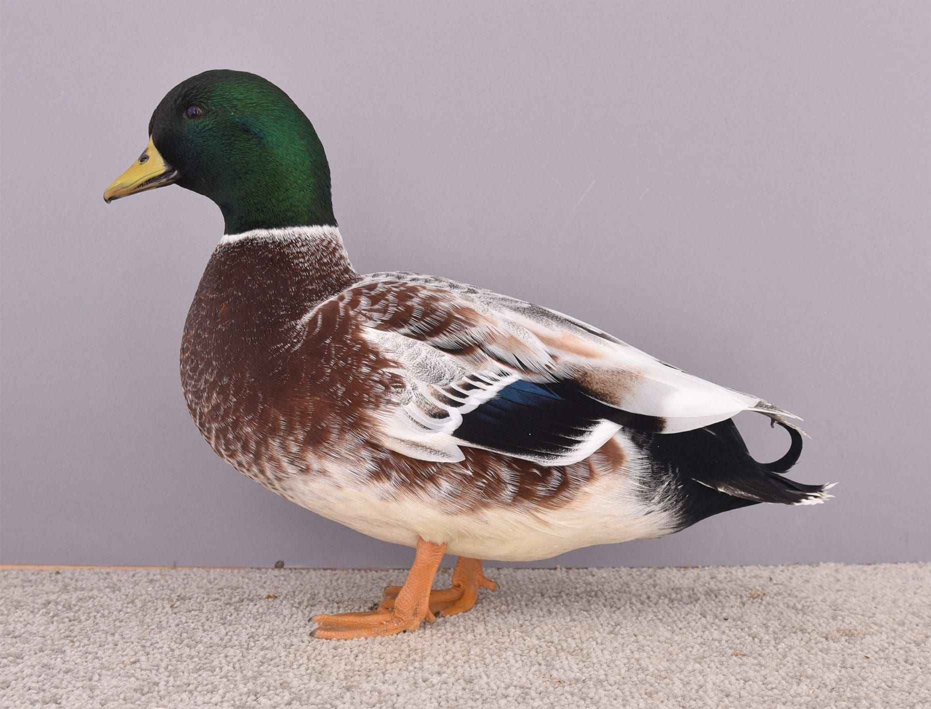 Zwergente-silber-wild