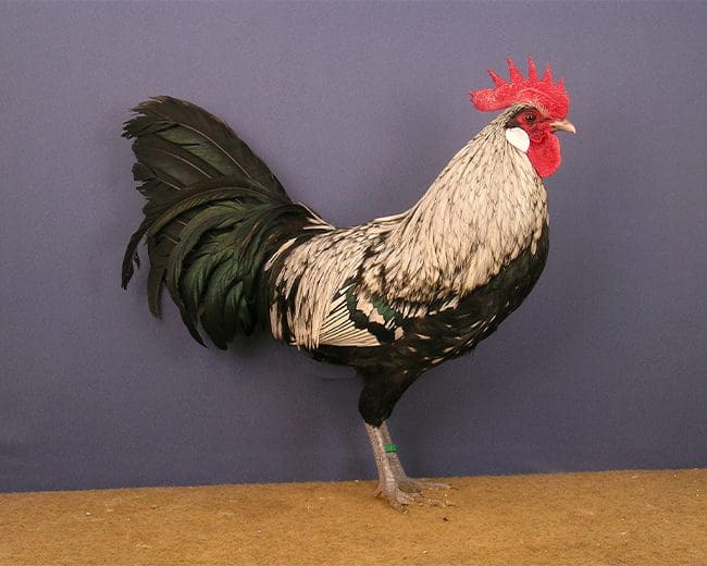 1,0-Bergischer-Zwerg-Schlotterkamm