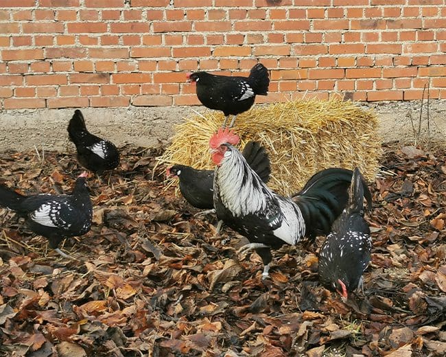 Zuchtgruppe Bergischer Zwerg-Schlotterkämme